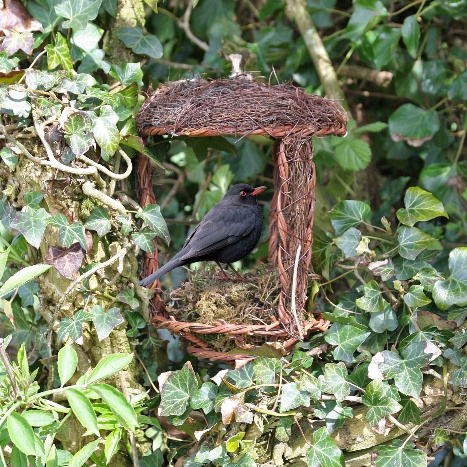 Open Nest Buddy - The Irish Gardener Store Open Nest Buddy, rustic woven design, crafted from natural twigs and moss, open-front structure, hanging from a tree branch, surrounded by green foliage, eco-friendly bird shelter, suitable for robins and other open-nesting birds, decorative and functional garden feature