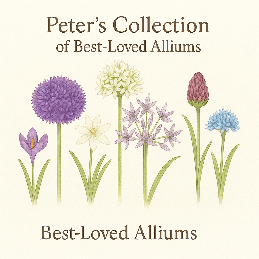 Peter’s Collection of Best - Loved Alliums - The Irish Gardener Store