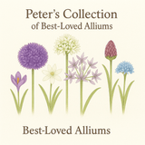 Peter’s Collection of Best - Loved Alliums - The Irish Gardener Store