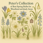 Peter's Collection of Best Spring Bulbs for Woodland and Shady Areas - The Irish Gardener Store