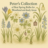 Peter's Collection of Best Spring Bulbs for Woodland and Shady Areas - The Irish Gardener Store