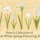 Peter’s Collection of Elegant White Spring - Flowering Bulbs - The Irish Gardener Store