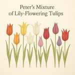Peter's Mixture of Lily Flowering Tulips - The Irish Gardener Store