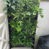 Compact PlantBox Living Wall System filled with lush green plants, ideal for enhancing small outdoor or urban spaces with vertical gardening, Plant Box Living Wall System - The Irish Gardener Store