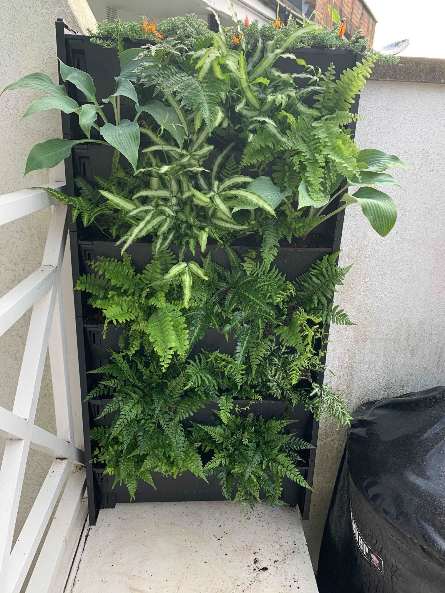 Compact PlantBox Living Wall System filled with lush green plants, ideal for enhancing small outdoor or urban spaces with vertical gardening, Plant Box Living Wall System - The Irish Gardener Store