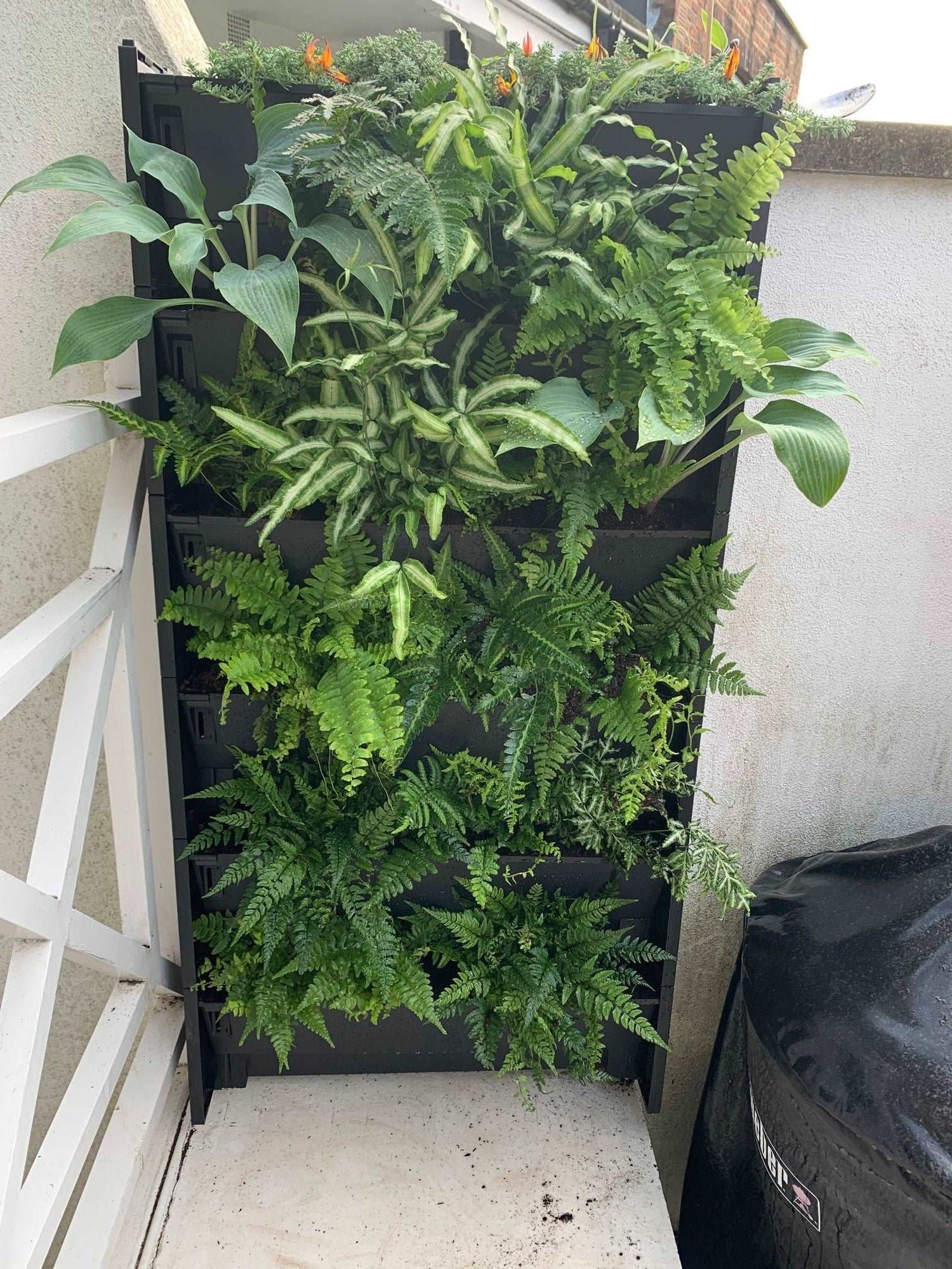 Plant Box Living Wall System - The Irish Gardener Store