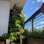 PlantBox Living Wall System on a sunny balcony, filled with vibrant plants, creating a stunning vertical garden for urban outdoor spaces, Plant Box Living Wall System - The Irish Gardener Store