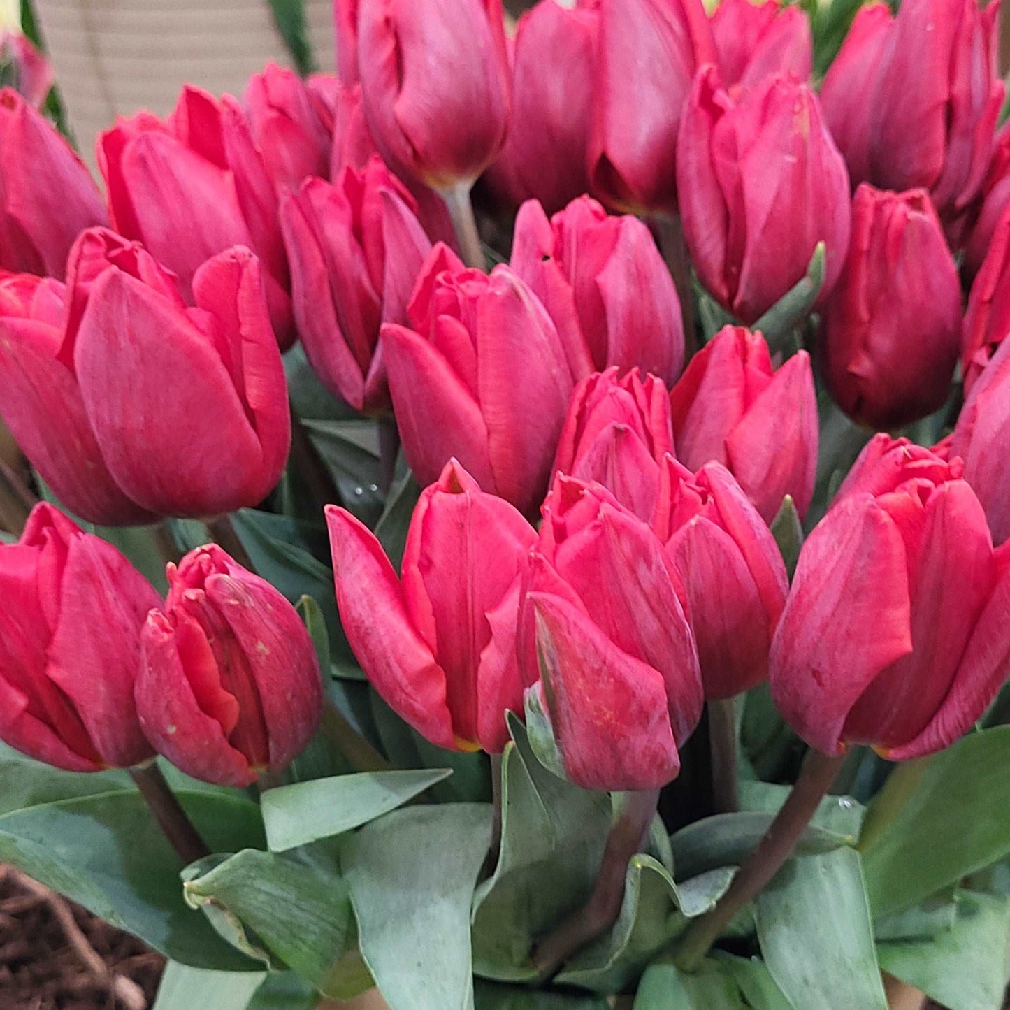 Tulip Couleur Cardinal, Red Tulip, Single Tulip, Early Tulip, Cardinal Tulip, Tulips from Holland, Tulips from Amsterdam, Dutch Tulips, Spring Flowers, Tulip Bulbs, Tulip flowers