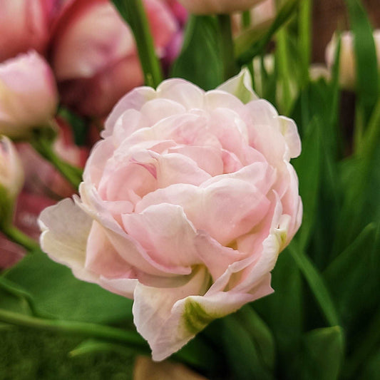 Tulip Angelique - The Irish Gardener Store