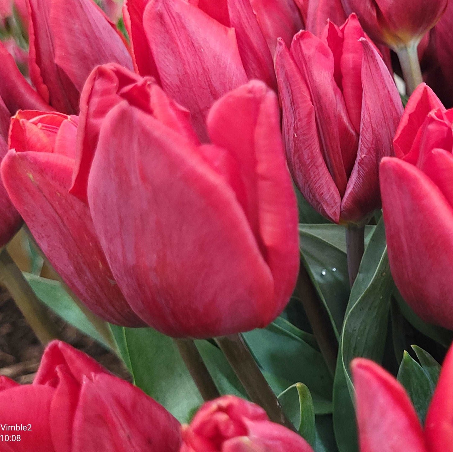 Tulip Couleur Cardinal, Red Tulip, Single Tulip, Early Tulip, Cardinal Tulip, Tulips from Holland, Tulips from Amsterdam, Dutch Tulips, Spring Flowers, Tulip Bulbs, Tulip flowers