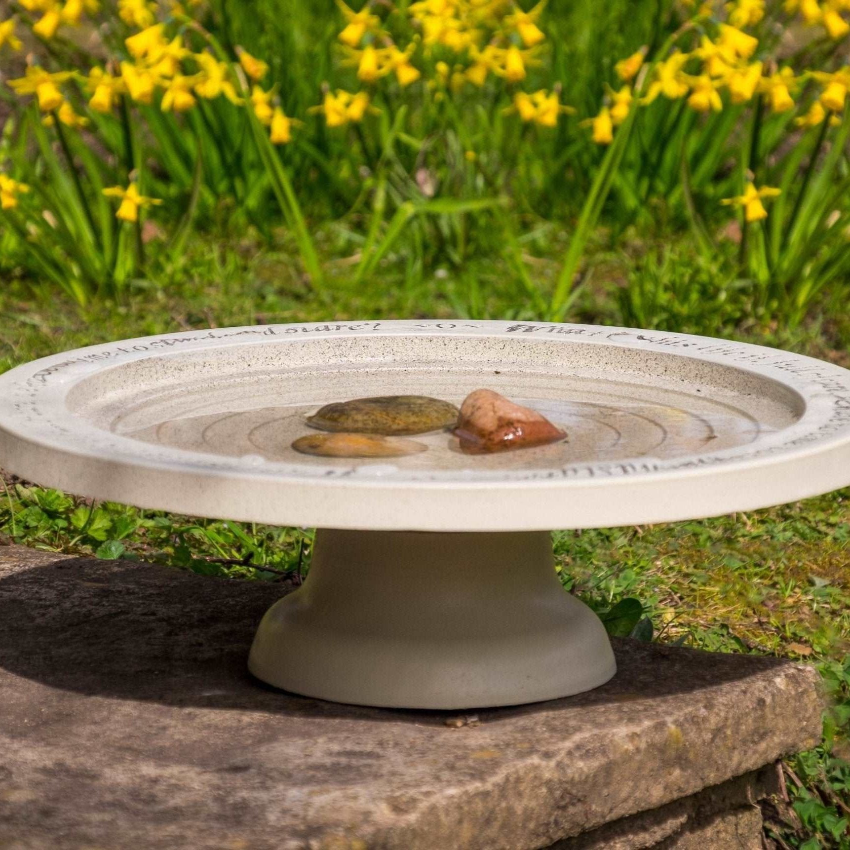 Shenstone Theatre Bird Bath and Drinker - The Irish Gardener Store shenstone Theatre Bird Bath and Drinker on a stone pedestal, surrounded by vibrant yellow daffodils, elegant circular design, smooth cream-colored surface, engraved rim detailing, outdoor garden setting, bird-friendly garden feature.