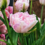 Tulip Angelique - The Irish Gardener Store