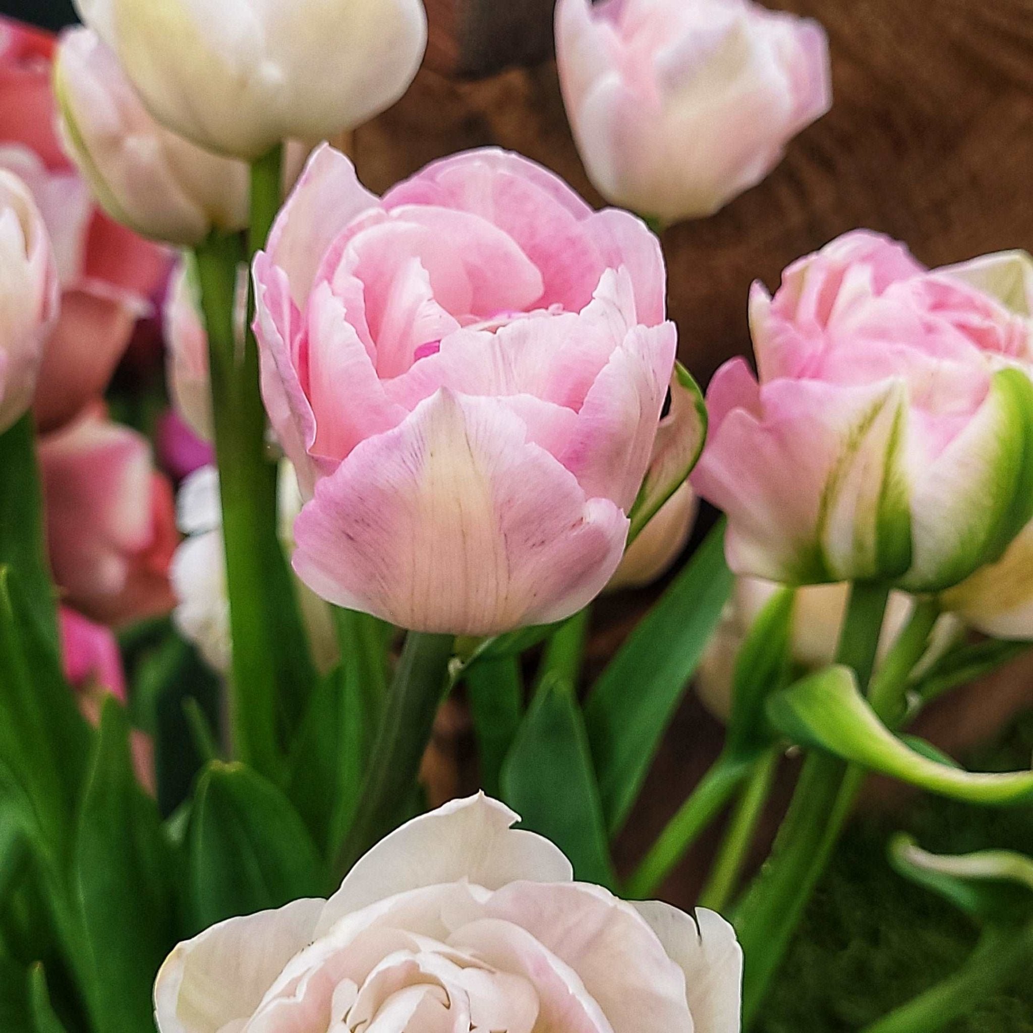 Tulip Angelique - The Irish Gardener Store