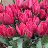 Tulip Couleur Cardinal - The Irish Gardener Store