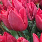 Tulip Couleur Cardinal - The Irish Gardener Store