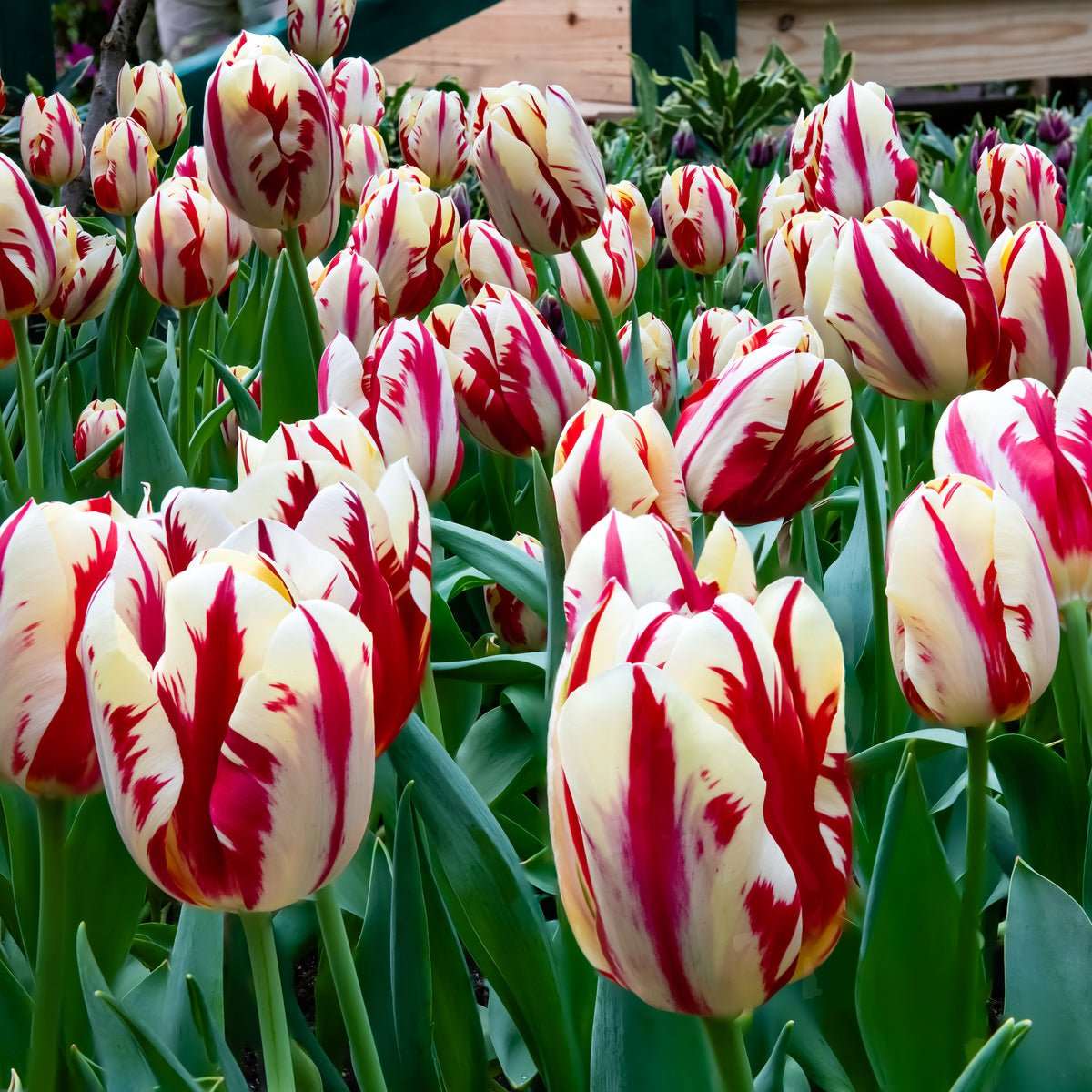 Tulip Grand Perfection - The Irish Gardener Store