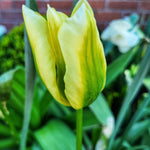 Tulip Spring Green - The Irish Gardener Store