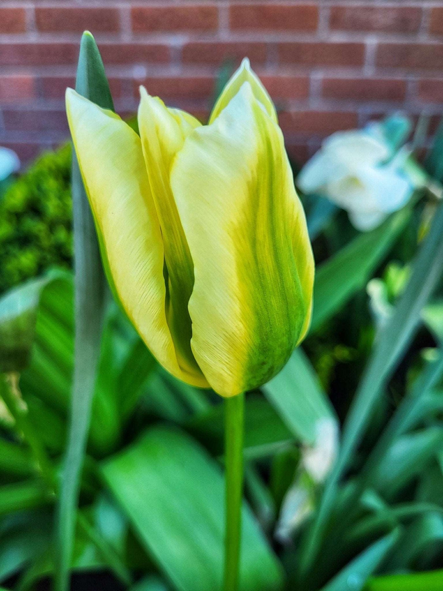 Tulip Spring Green - The Irish Gardener Store