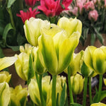 Tulip Spring Green - The Irish Gardener Store