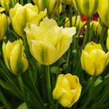 Tulip Spring Green - The Irish Gardener Store