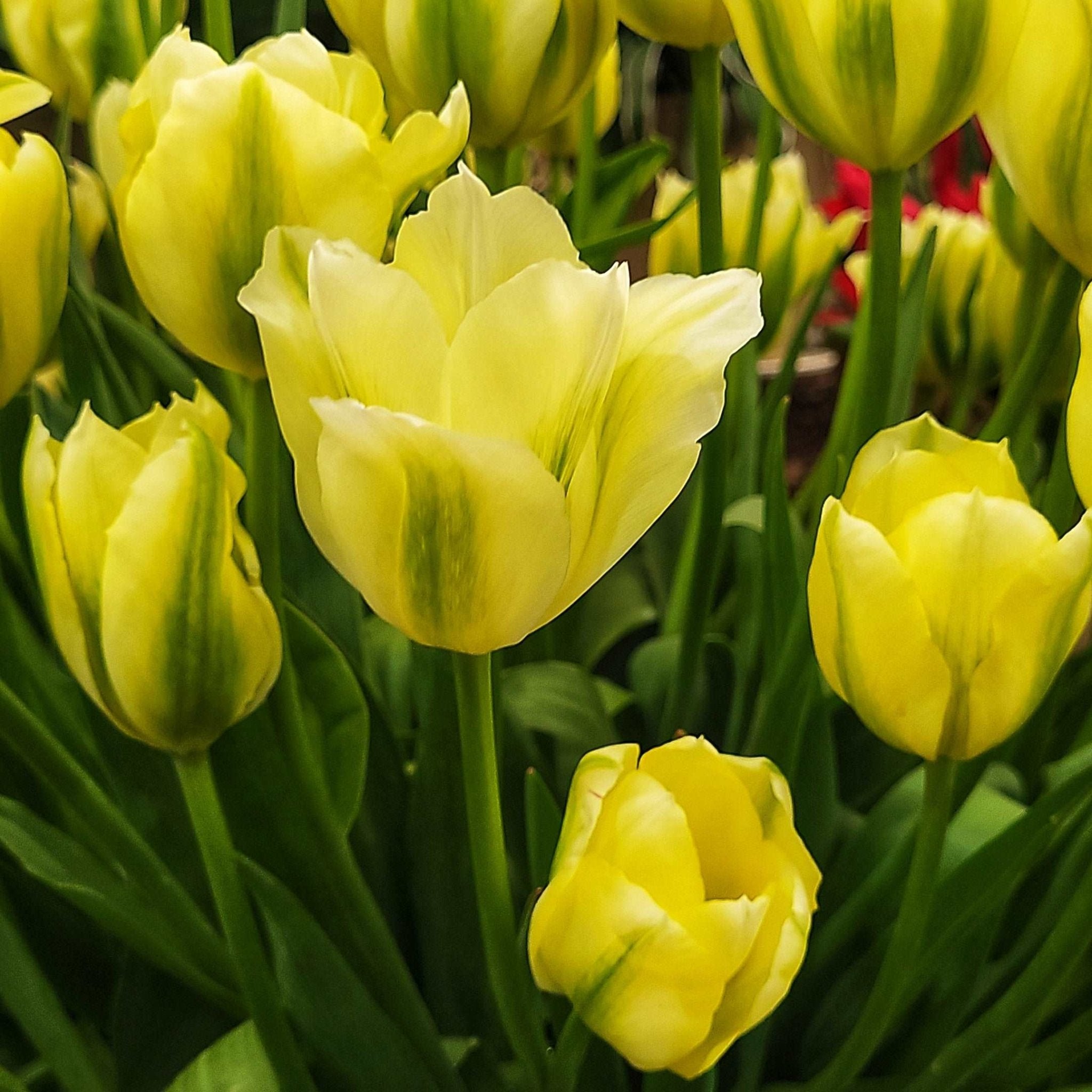 Tulip Spring Green - The Irish Gardener Store