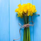 Yellow Daffodil 15 Bulbs - The Irish Gardener Store