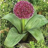 allium karataviense