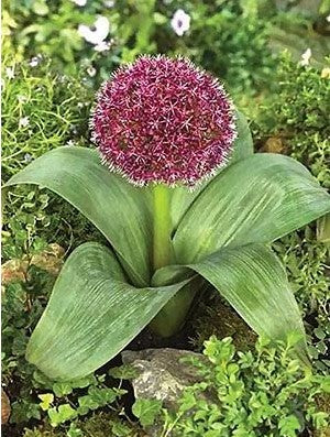 allium karataviense