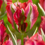 tulip esperanto