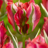 tulip esperanto