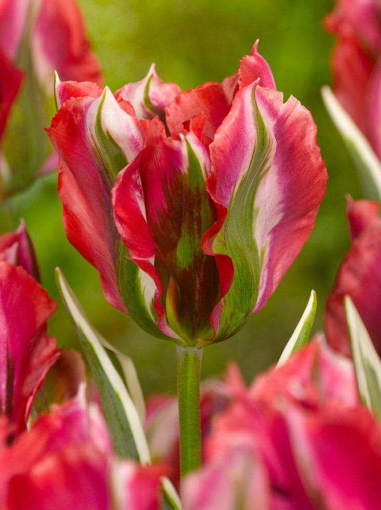 tulip esperanto
