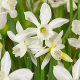 white daffodil