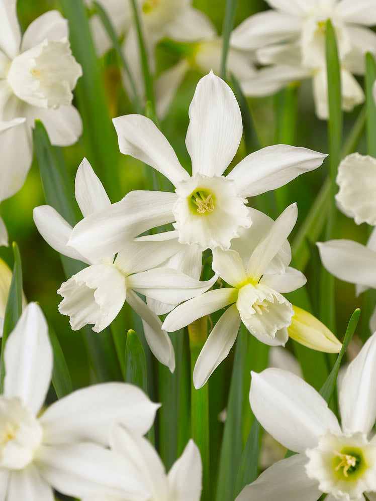 white daffodil