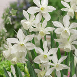 narcissus thalia
