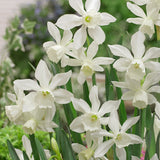 narcissus thalia
