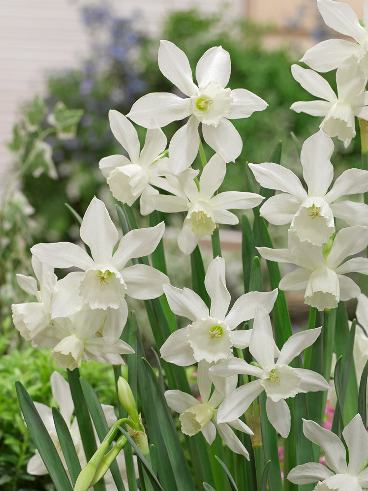 narcissus thalia