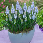 grape hyacinth