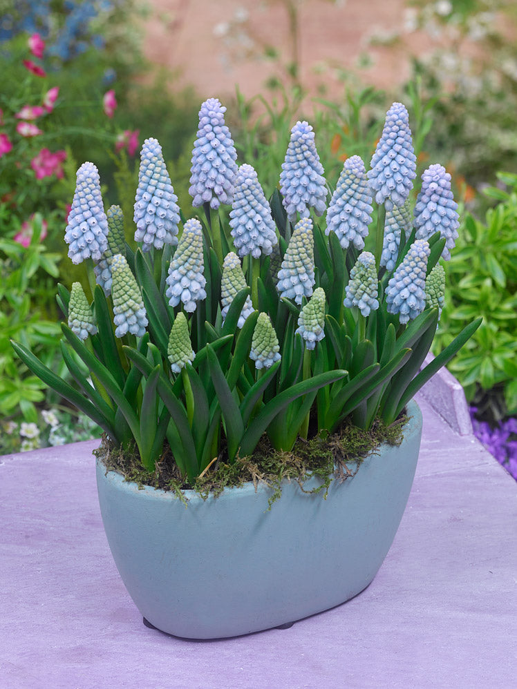 grape hyacinth