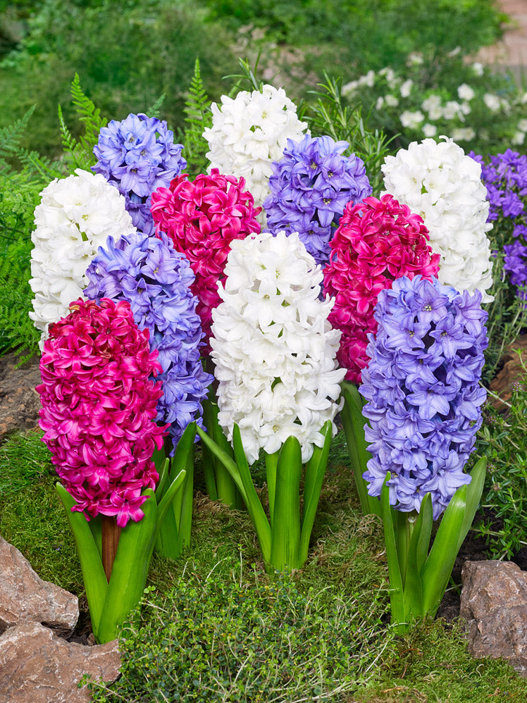 hyacinths mixed colours