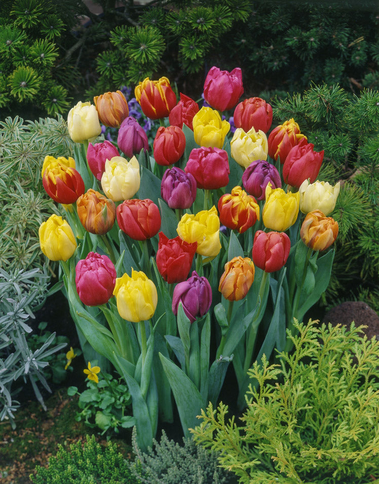 mixed colours tulips