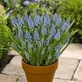 muscari armeniacum