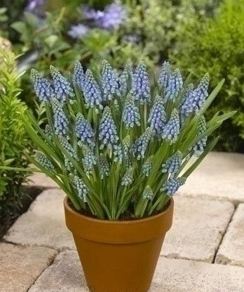 muscari armeniacum