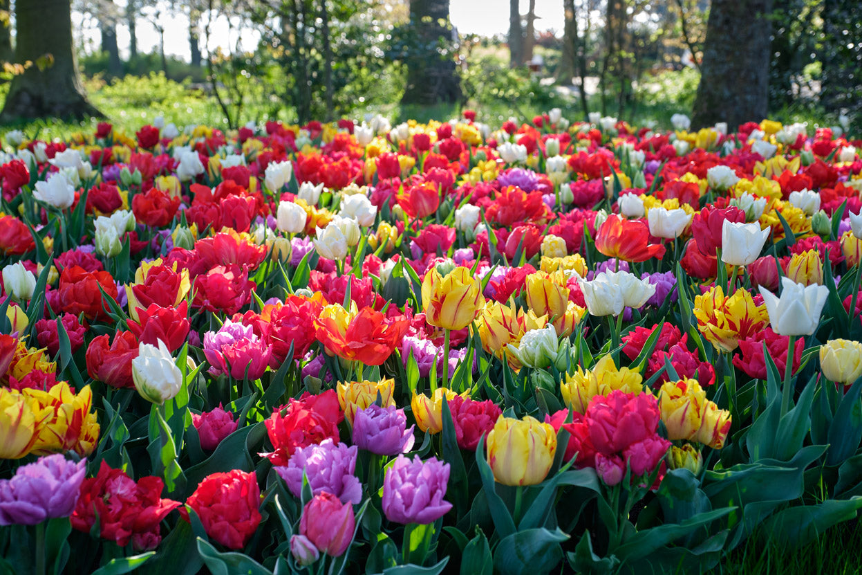 The Irish Gardener's Ultimate Spring Bulb Collection