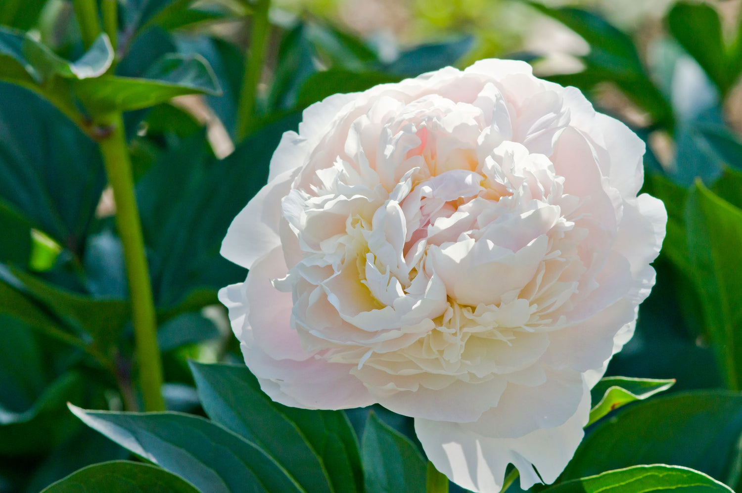 Paeonia Duchesse de Nemours, White Peaony, Paeony Rose, Peony Rose, White Peony Rose, White Paeony, White Peony White Paeonia