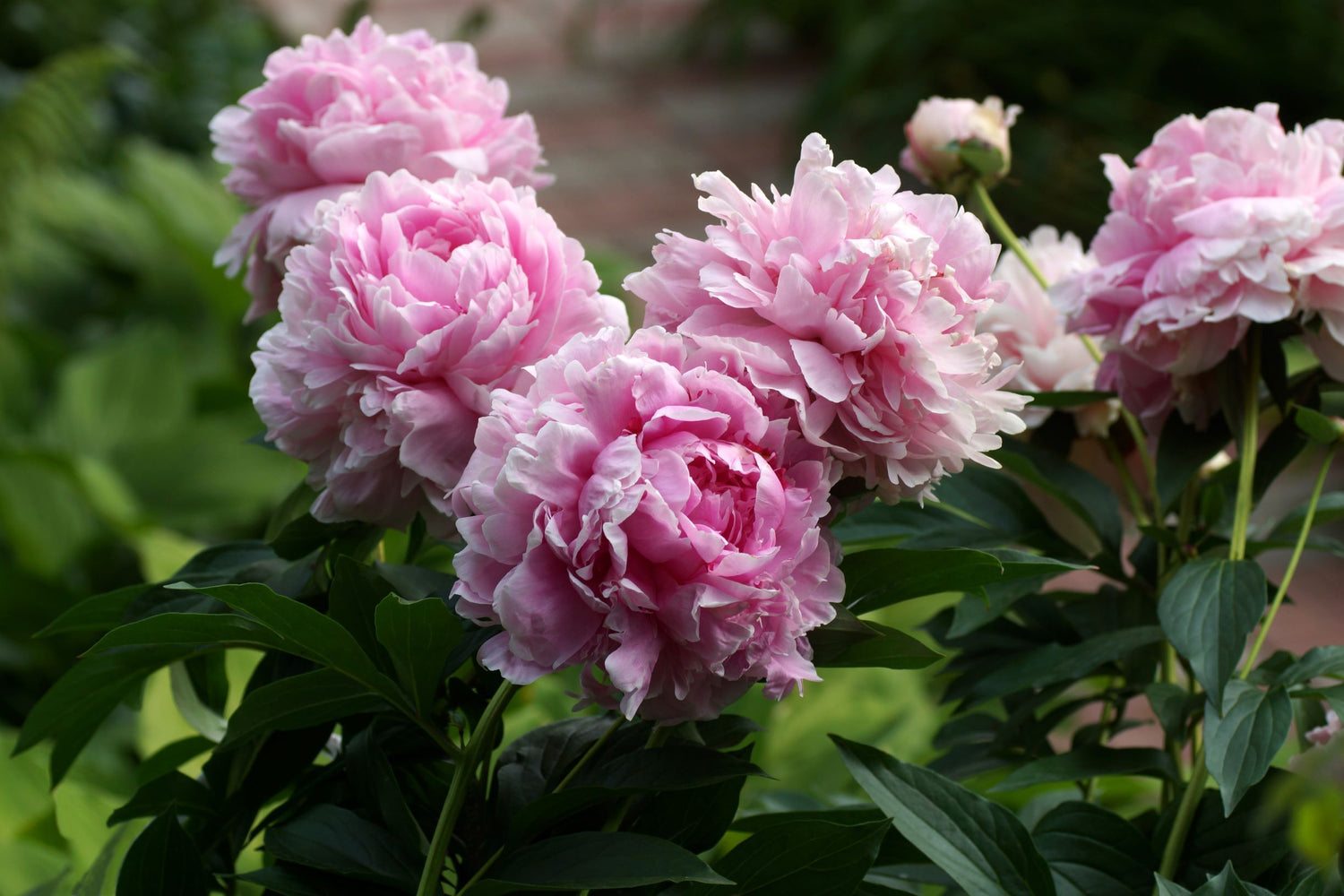 Paeony Sarah Bernhardt, Paeonia Sarah Bernhardt, Pink Peaony, Paeony Rose, Peony Rose, Pink Peony Rose, Pink Paeony,