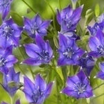 triplet lily