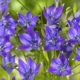 triplet lily