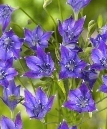triplet lily