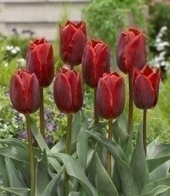 Tulip Couleur Cardinal, Red Tulip, Single Tulip, Early Tulip, Cardinal Tulip, Tulips from Holland, Tulips from Amsterdam, Dutch Tulips, Spring Flowers, Tulip Bulbs, Tulip flowers