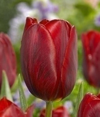 Tulip Couleur Cardinal, Red Tulip, Single Tulip, Early Tulip, Cardinal Tulip, Tulips from Holland, Tulips from Amsterdam, Dutch Tulips, Spring Flowers, Tulip Bulbs, Tulip flowers